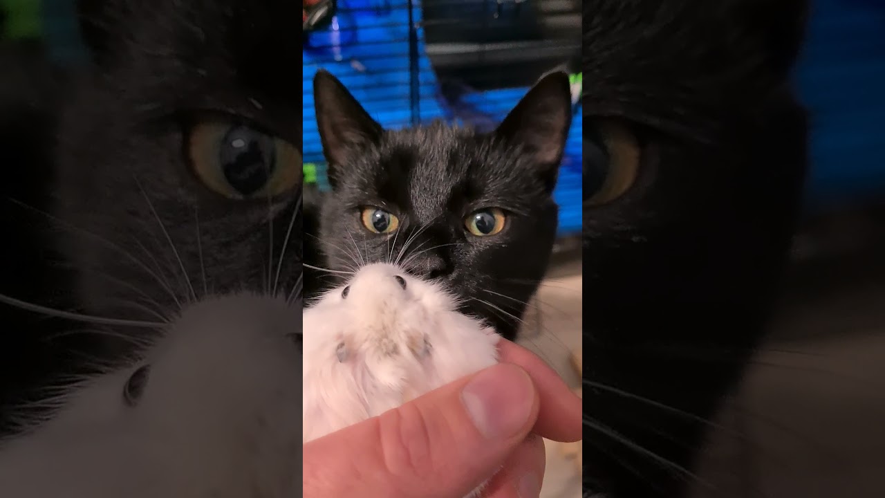 First meeting / Cat and Hamster