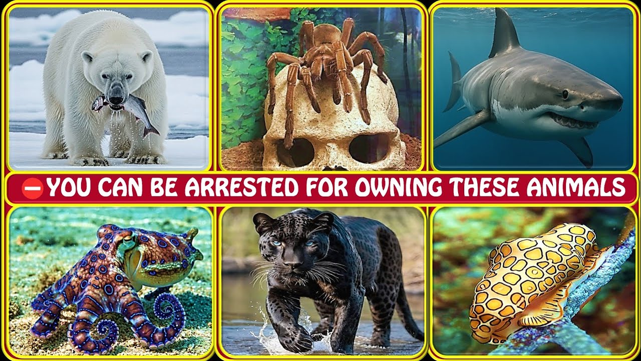 Why Some Animals Are Illegal in Certain Countries 🐾🚫