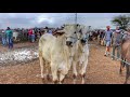 FEIRA DE GADO EM CACHOEIRINHA PE!! QUINTA-FEIRA (01/07/2021)