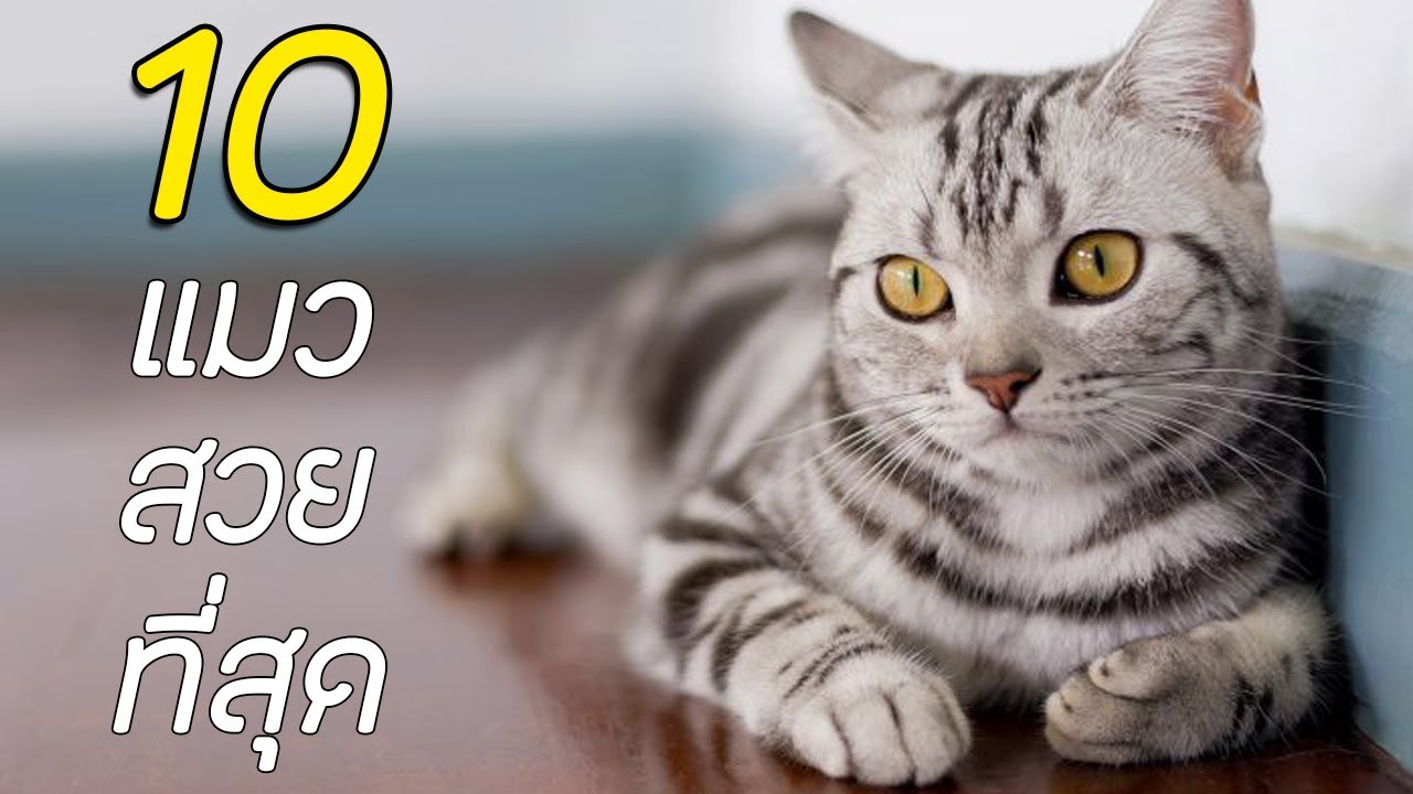 แมวน่ารัก 10 อันดับ  New  10 อันดับ แมวที่สวยที่สุด !!! (Most Beautiful Cat In The World)