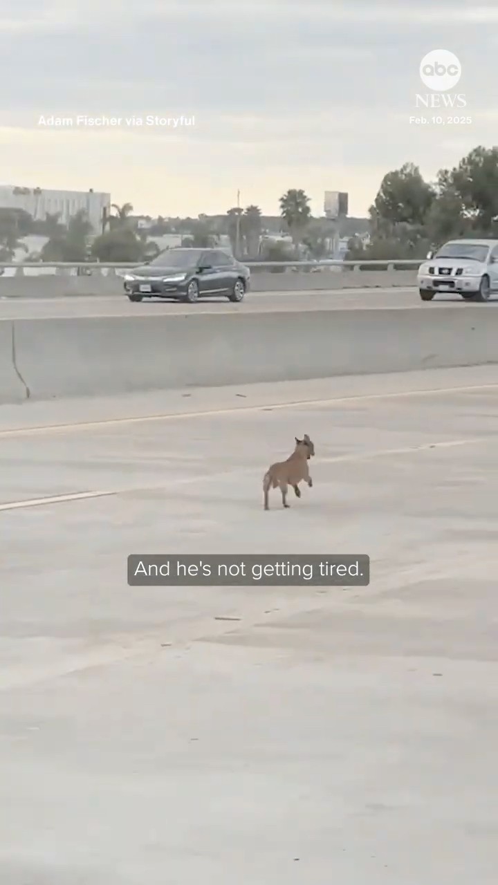 Chihuahua rescued after running ‘for miles’ along San Diego freeway