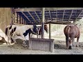 Horse Herd Communication - Energy & Body Language