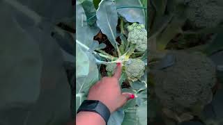 Is Broccoli Worth The Space In The Garden? 33