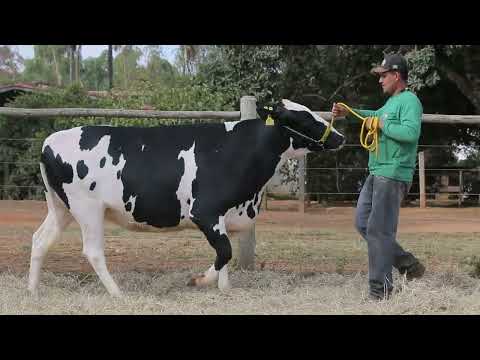 LOTE 74 JIBÓIA BREVIN FIV F CONGONHAS 5202 CN