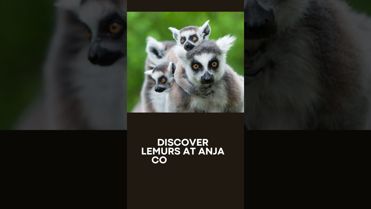 12 BEST THINGS TO DO IN MADAGASCAR visual data 3