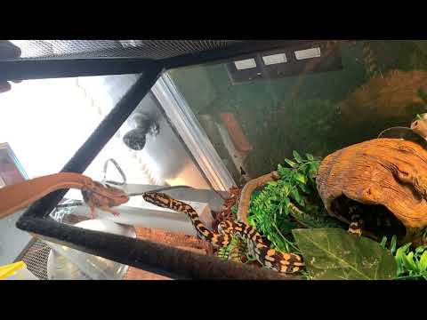 Python feeding in slo-mo 