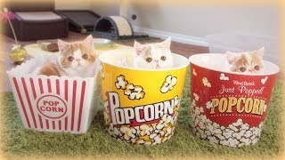 Caramel Popcorn Kittens