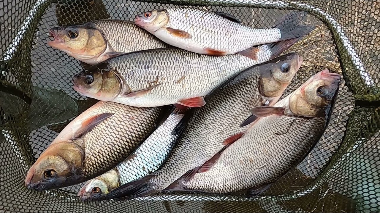 ГАЛОПОМ ПО БОЛОТАМ)! ВМЕСТО МОХТИКА ЛОВИМ ЯЗЕЙ ПО ВЕСЕННИМ РУЧЬЯМ С ...