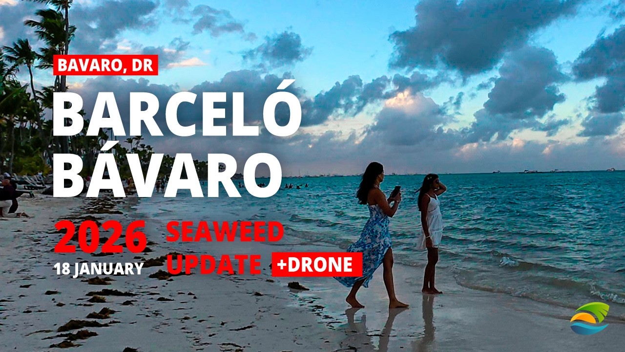 Barceló Bávaro in January 18, 2026 - Seaweed Update | Punta Cana