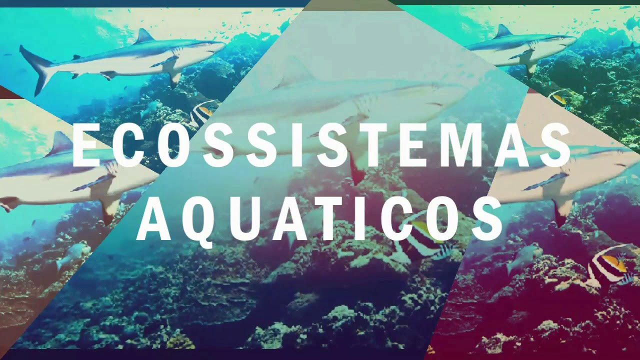 Biomas e Ecossistemas Aquáticos 3ºB Noturno YouTube