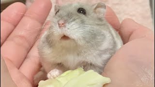 足場が悪くても、とりあえず食べるハムスター