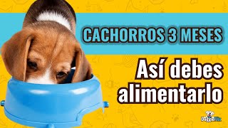 ¿QUÉ DARLE DE COMER A TU CACHORRO DE 3 MESES?