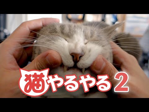 猫やるやる2