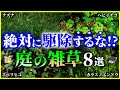 【ゆっくり解説】絶対に駆除してはいけない⁉実は有益な「雑草」8選を解説/そもそも雑草とは何者なのか？繁殖力は？雑草という植物は存在しない