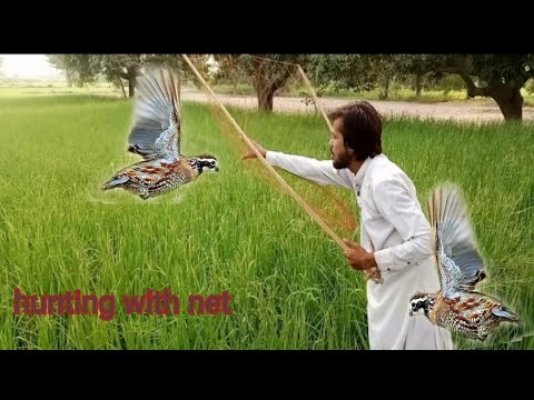 بٹیر کا شکار کیسے کیا جاتا// batair Ka Shikar//aug:30 common quail Hunting// batair Ka Shikar kasay