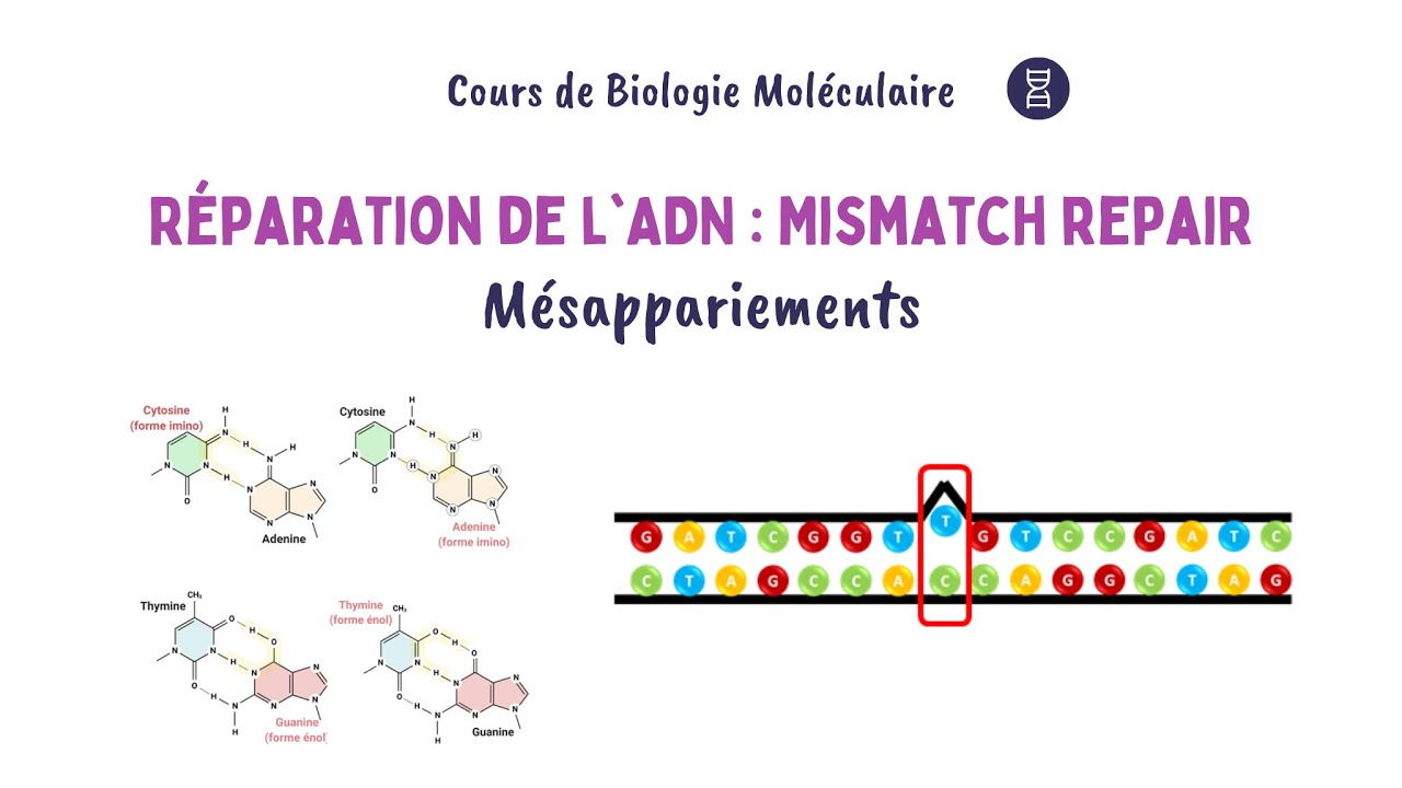 Réparation de l'ADN : Voie Mismatch Repair (MMR) | Biochimie Facile