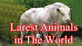 Top 10 Biggest Animals In The World - 2018 - Top 10 Mining - Latest Top Ten