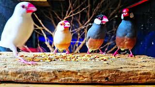 1 Hour Peaceful Morning Light & Java Sparrows Breakfast 4K 🌾☀️  