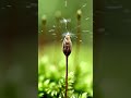 Mosses#bryophytes #sporophytes#lifecycle #mosses#biological_classification#class11biology#aktbiology