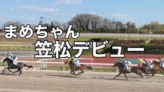 まめちゃんの笠松デビュー｜スティルアイライズ