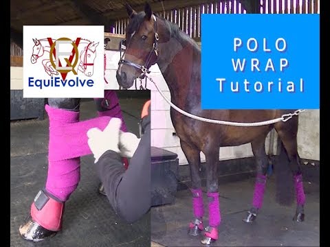 How To Put On Polo Wraps Fleece Bandages To A Horse