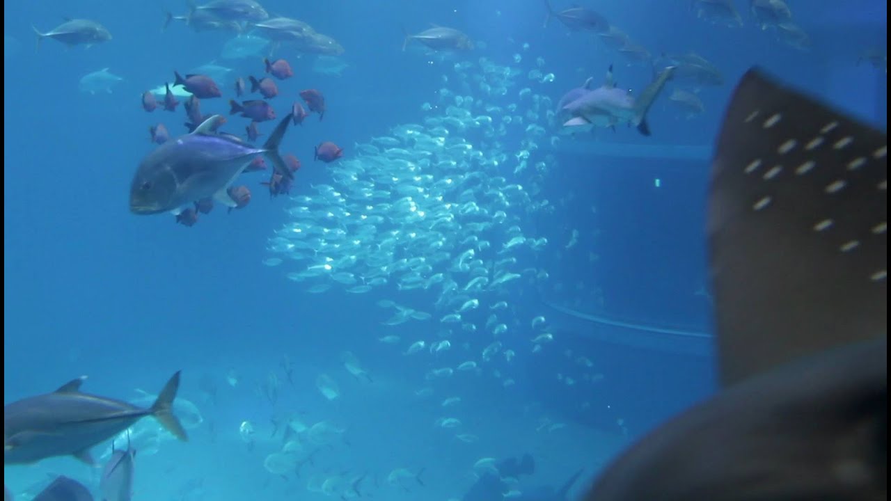 BEST. AQUARIUM. EVER. YouTube