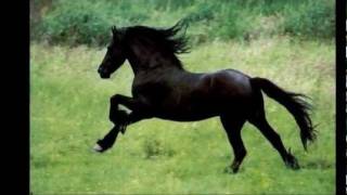 Horses in Heaven.wmv