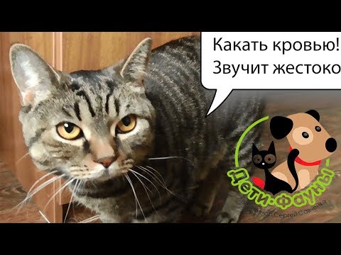 Видео: Связанные с кровью дефициты у кошек