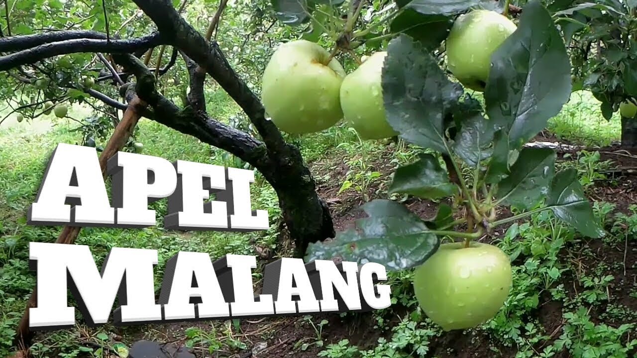 Wisata Kebun Apel Malang, Petik Buah Langsung dari