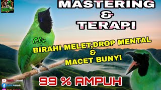 Masteran Dan Terapi Cucak Ijo Drop Mental,Birahi Melet & Macet Bunyi Dengar ini Auto Langsung Nyaut.