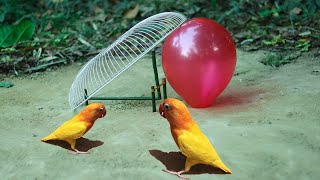 Easy Parrot Trap Using Balloon And Electric Fan Guard | Balloon Fan Guard Bird Trap