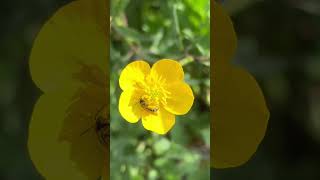    flowers short spring yellowflower nature wildflower short