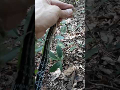 Video Rắn sọc dưa nhìn như là rắn độc nhưng thực ra con này... - youtube