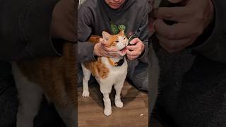 an update on my cat's cancer while I pill him