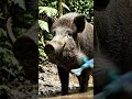 Wild Animals Of The World | 4K Wildlife Shorts #animallovers #animals #wildlife #animalfacts #nature