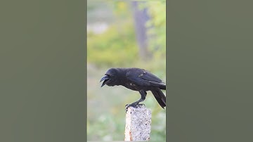 Thumbnail of Amazing Crow Sound #shorts