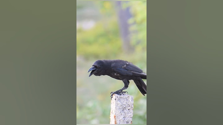Amazing Crow Sound #shorts