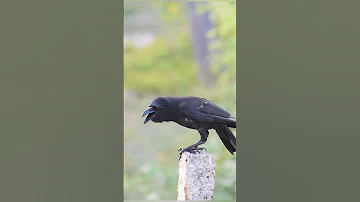 Amazing Crow Sound Shorts 