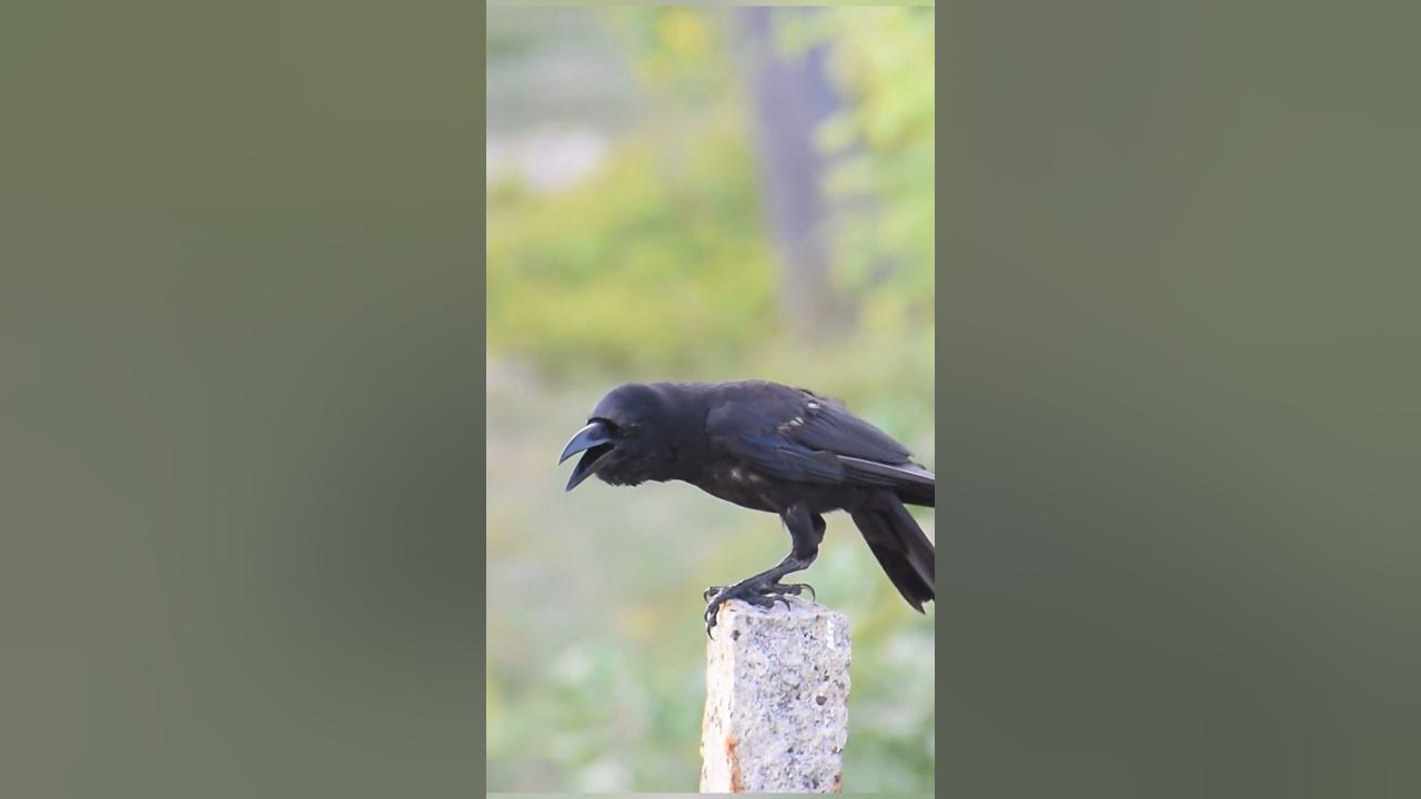 Amazing Crow Sound #shorts