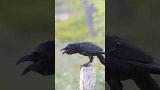 Amazing Crow Sound #shorts