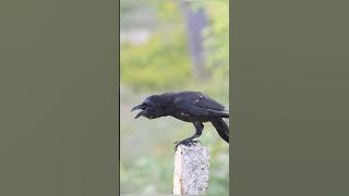Amazing Crow Sound #shorts