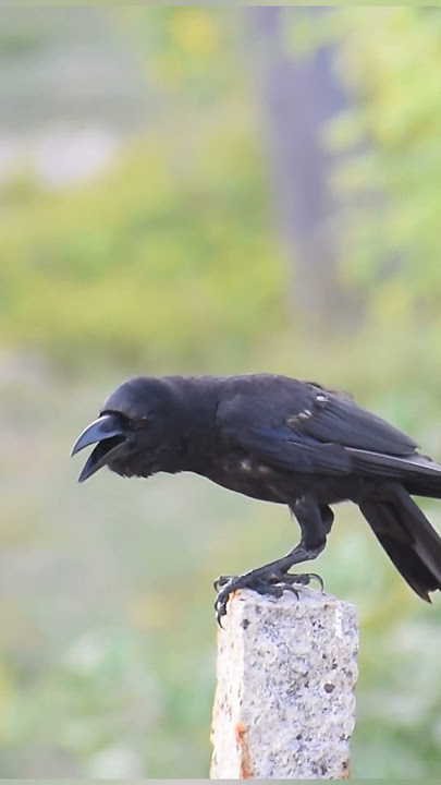 Amazing Crow Sound #shorts