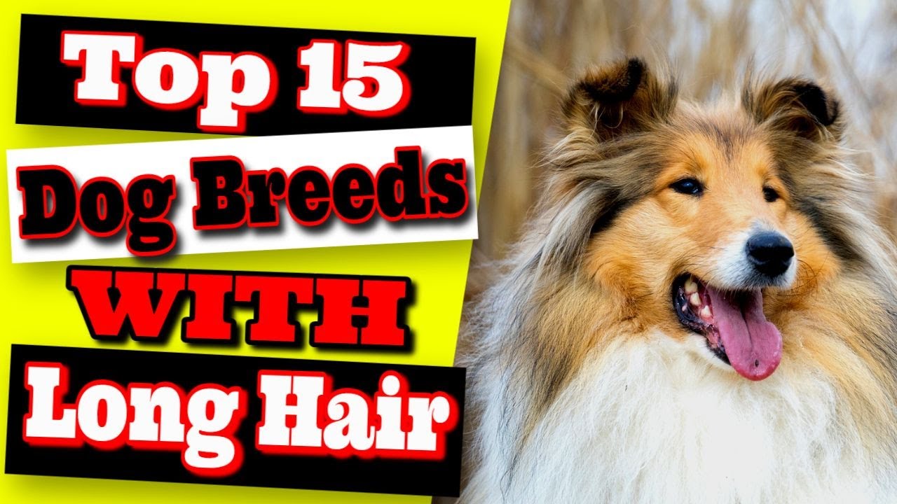 Top 15 Big Dog Breeds With Long Hair - Beautiful Hairy Dogs 🐶 - YouTube
