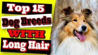 Top 15 Big Dog Breeds With Long Hair - Beautiful Hairy Dogs 🐶