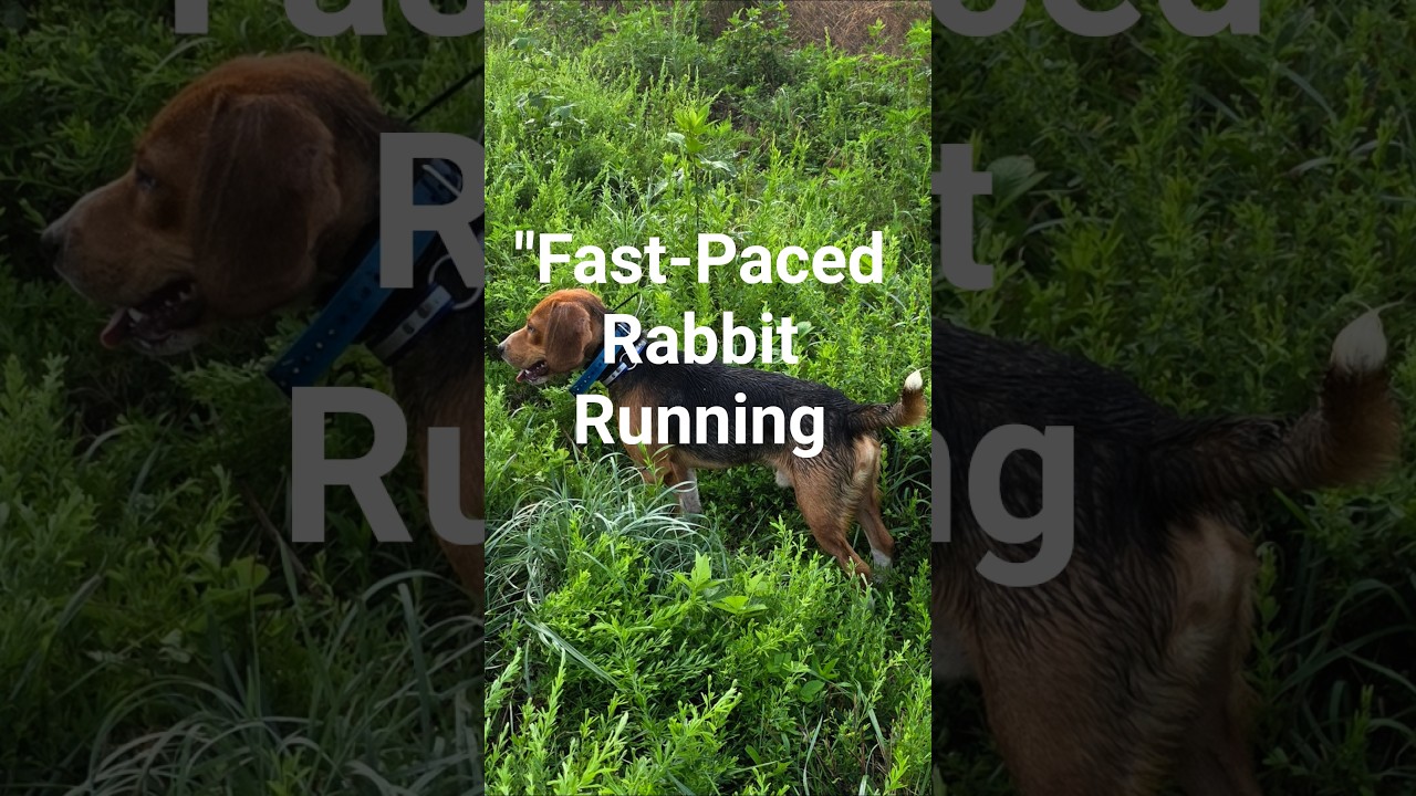 "Fast-Paced Rabbit Running with Beagles!" 