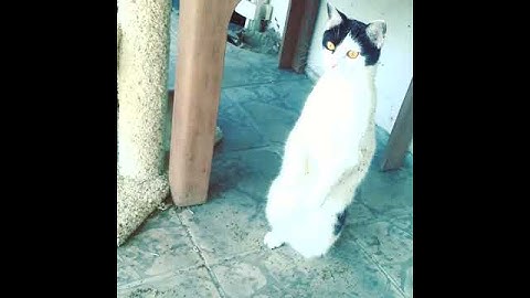 CatNip After Effects