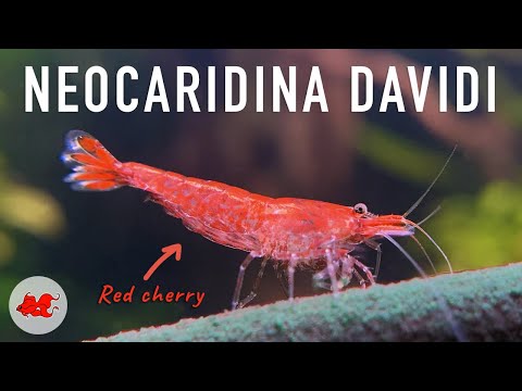 Crevettes Neocaridina davidi