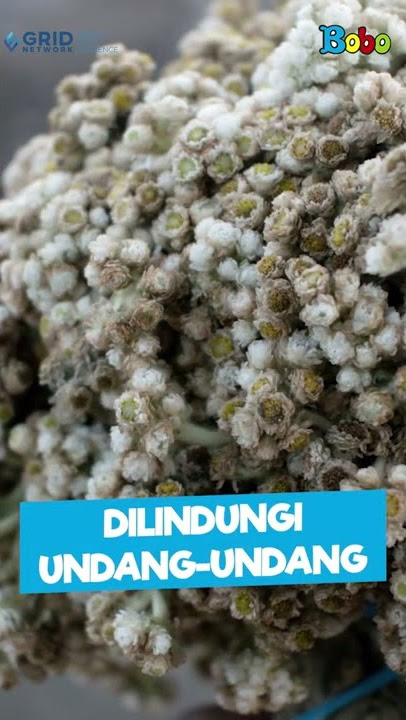 Jangan Memetik Sembarangan Bunga Edelweis #Shorts