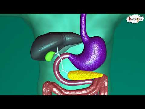 ভিডিও: মানুষের হজম ব্যবস্থা কী