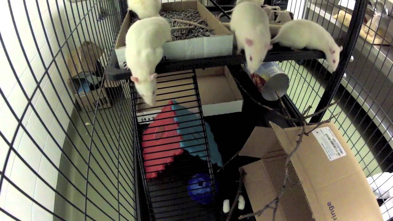 Environmental Enrichment For Lab Rats YouTube